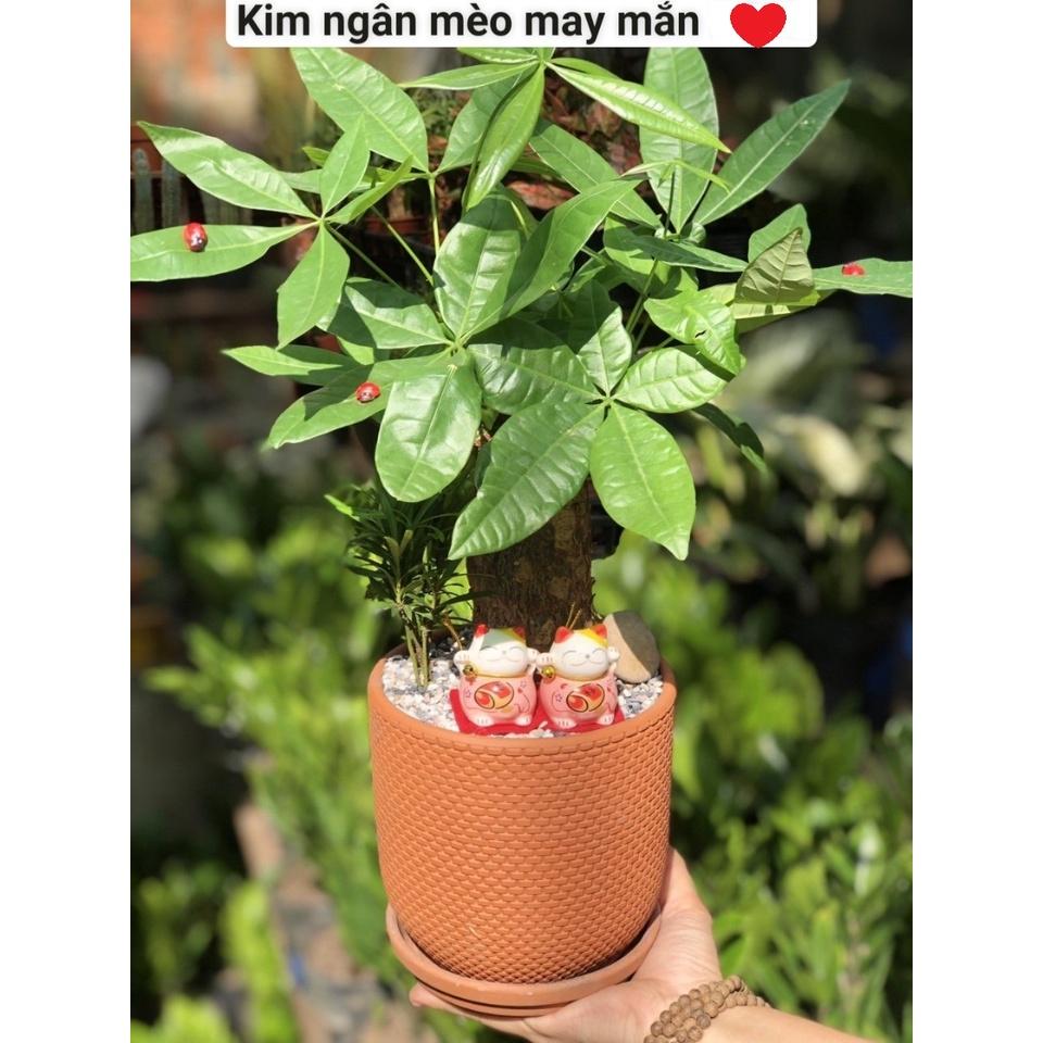 Kim ngân mèo may mắn