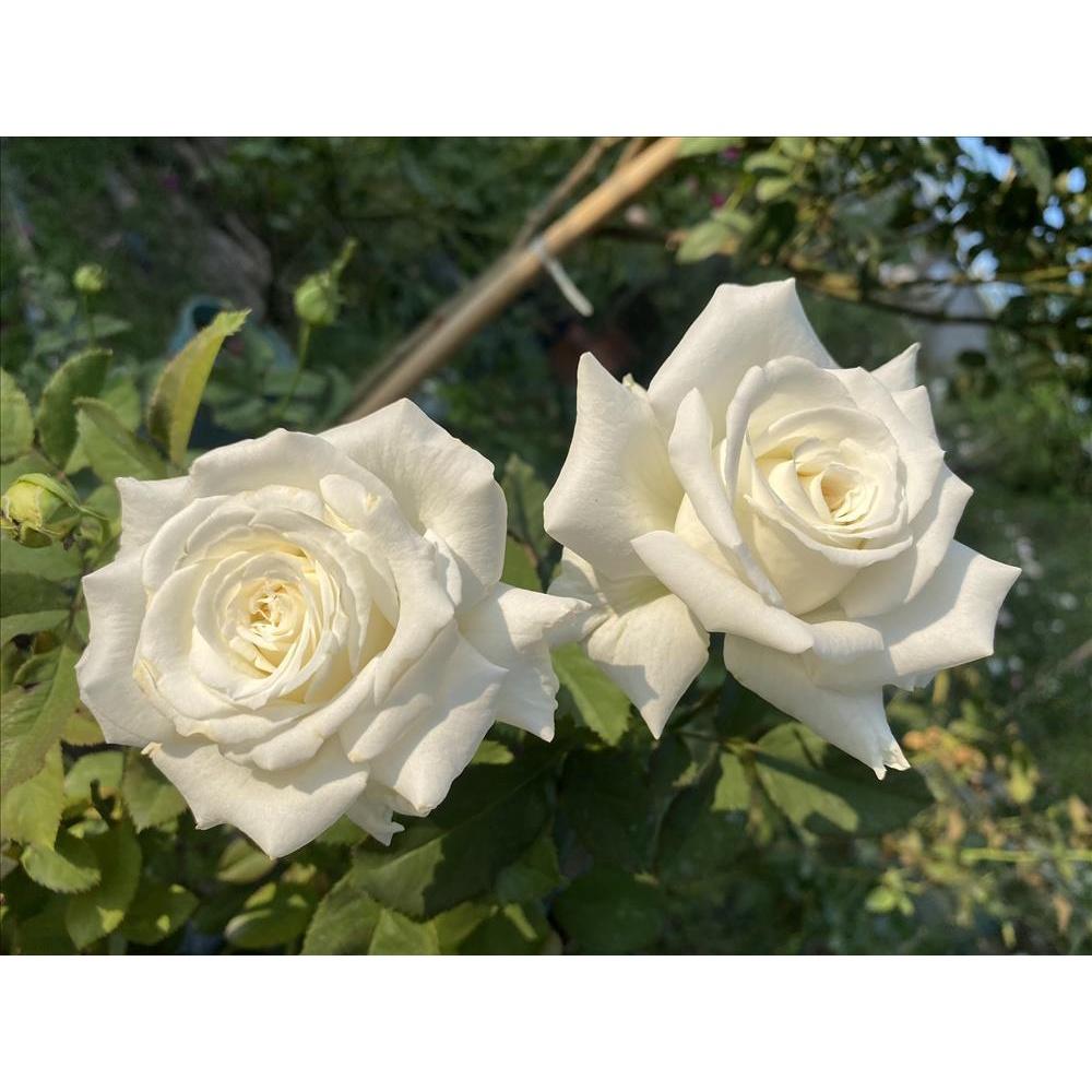 Hoa Hồng thân gỗ dáng tree kellog và john poud II ghép