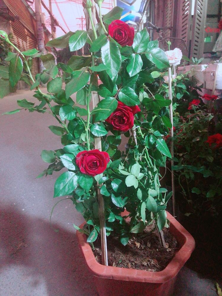 Hoa Hồng Leo Đỏ Đậm