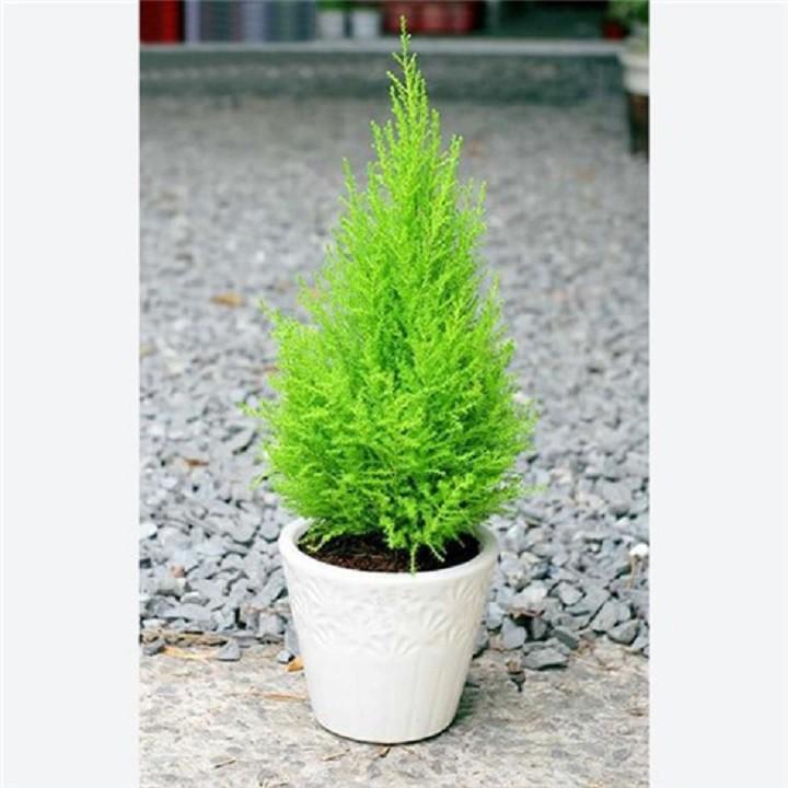CÂY TÙNG THƠM - CÂY CÓ TÁC DỤNG ĐUỔI MUỖI VÀ CÓ Ý NGHĨA VỀ PHONG THỦY
