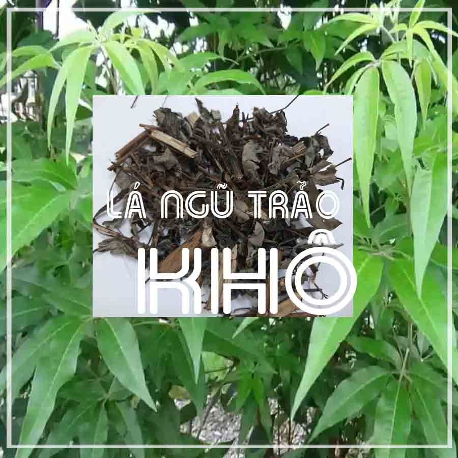 Thảo dược lá cây NGŨ TRẢO khô đóng gói 1kg - congtyduoclieuhonglan