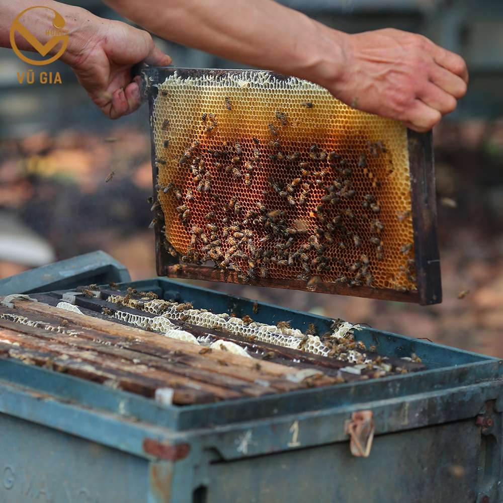 Mật Ong Hoa Cỏ Kim Nguyên Chất VG Honey - Chất lượng vượt trội, tăng cường sức đề kháng, hỗ trợ dạ dày, hỗ trợ làm đẹp chăm sóc da