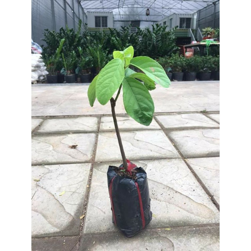 CÂY GIỐNG BÒN BON GHÉP NĂNG SUẤT CAO > 2 NĂM CÓ TRÁI