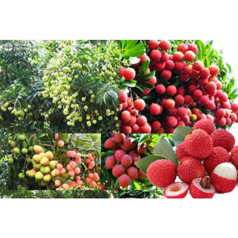 Phân bón Đầu trâu 701.. Chuyên dùng cho hoa lan, cây cảnh, kích ra hoa