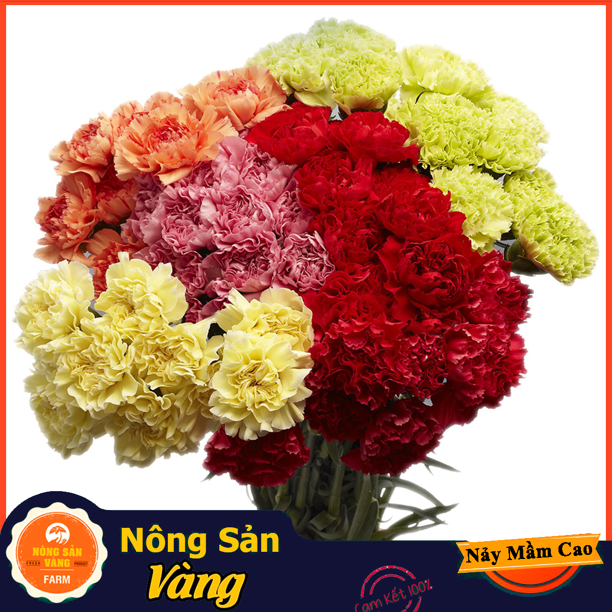 Hạt giống Hoa Cẩm Chướng Kép Mix Màu - Nông Sản Vàng