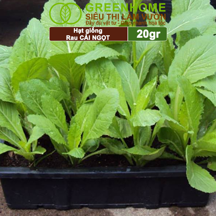 Hạt Giống Rau Cải Ngọt Greenhome, Gói 20g, Dễ Trồng Quanh Năm, Nảy Mầm Cao, Thu Hoạch Nhanh, Năng Suất Cao R03