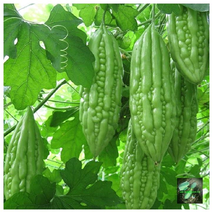 Hạt giống Khổ qua F1 , đóng gói 10 hạt