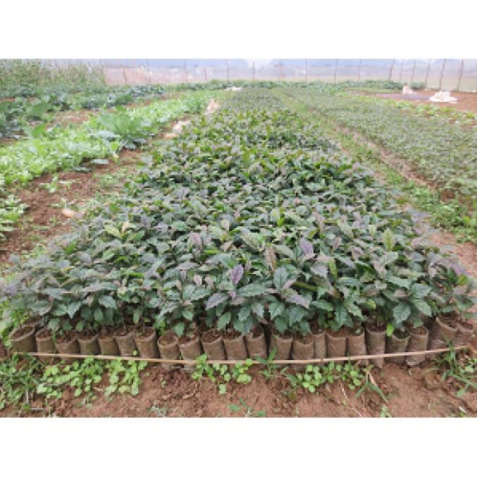 COMBO 5 CÂY GIỐNG XẠ ĐEN 70K