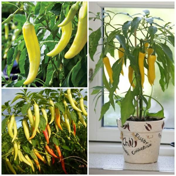 Hạt giống Ớt Sừng Vàng banana cao sản