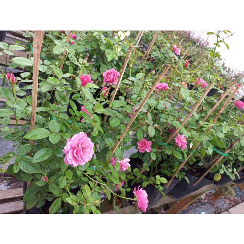Hoa hồng hồng aoi, hồng ngoại, hồng bụi, thân lùn, nguyên bản