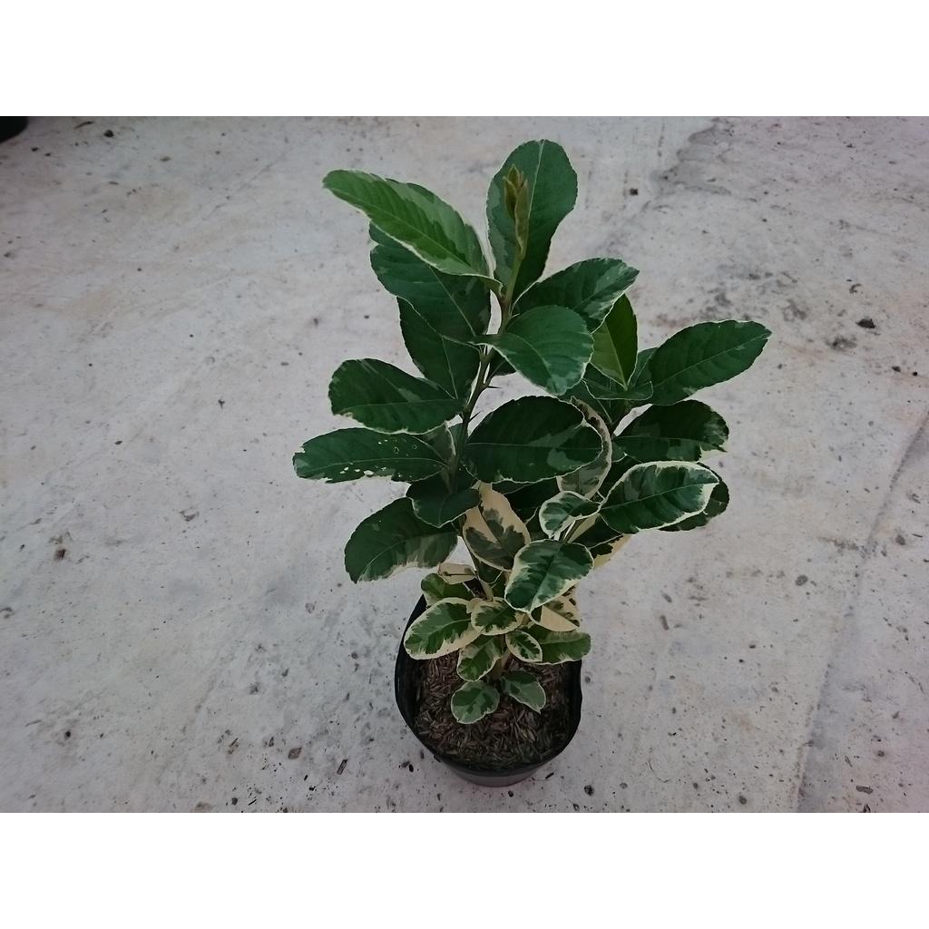 Cây Chanh Cẩm Thạch - cây ăn quả + tặng phân bón cho cây