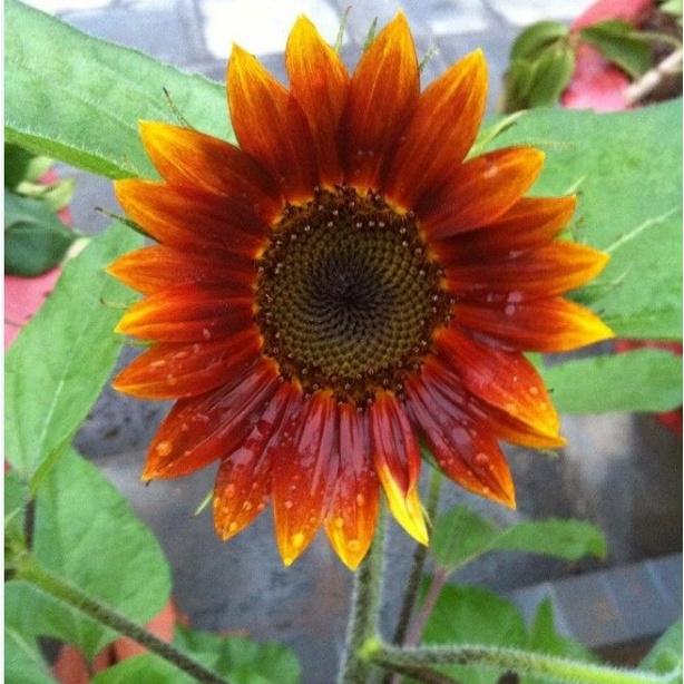 Hạt giống hoa hướng dương cam/gói 10 hạt