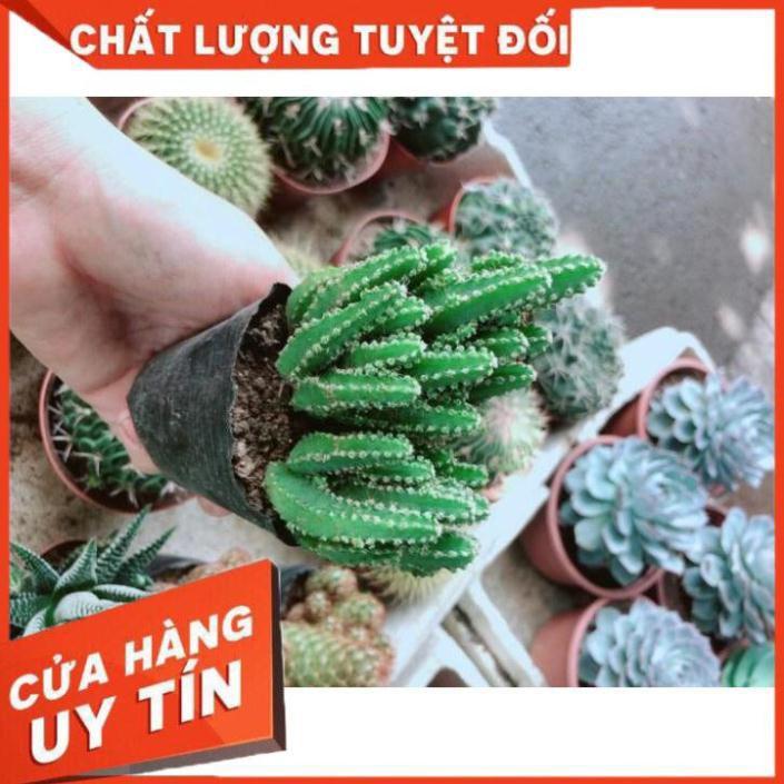 Xương Rồng Thanh Sơn Nhiều Người Mua