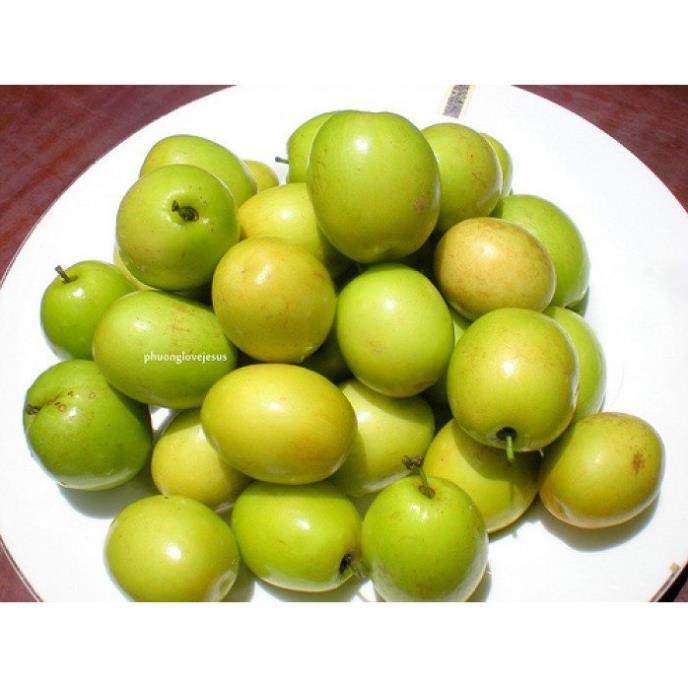 Cây giống Táo Đào Vàng cây giống chuẩn hàng F1 sai quả, năng suất cao