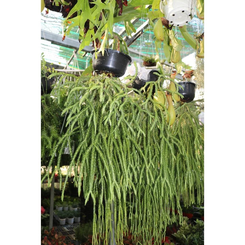 Chậu treo cây râu rồng xum xuê lá