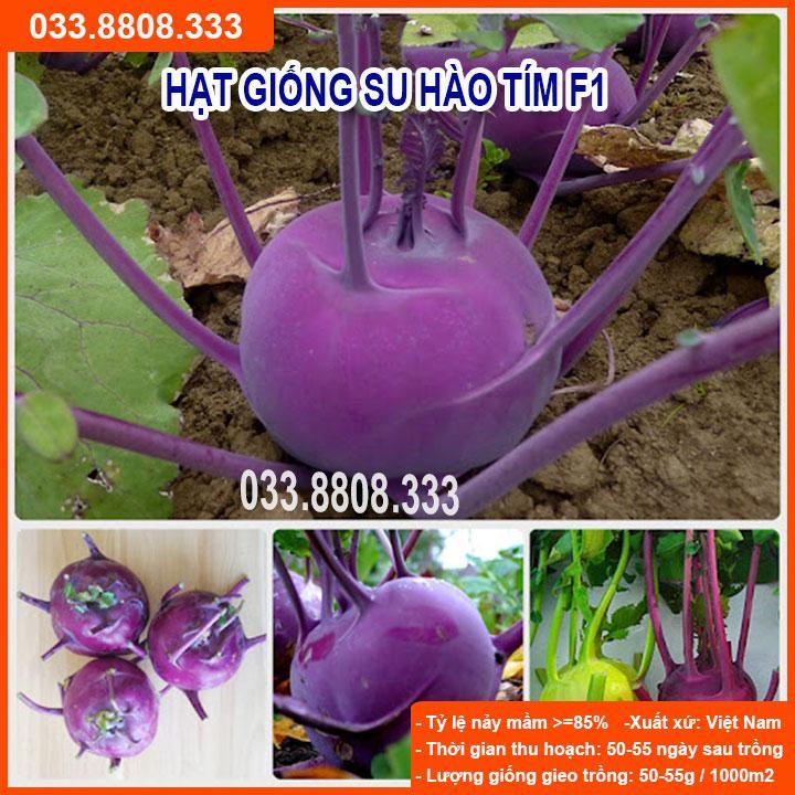 HẠT GIỐNG SU HÀO TÍM - NĂNG SUẤT CAO, NẢY MẦM TỐT