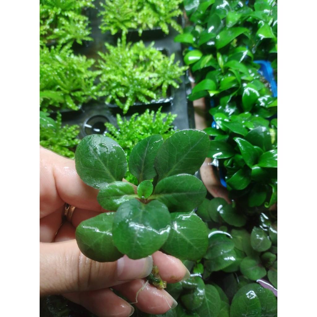 Cắt cắm - Hồng ba tiêu - cây thủy sinh