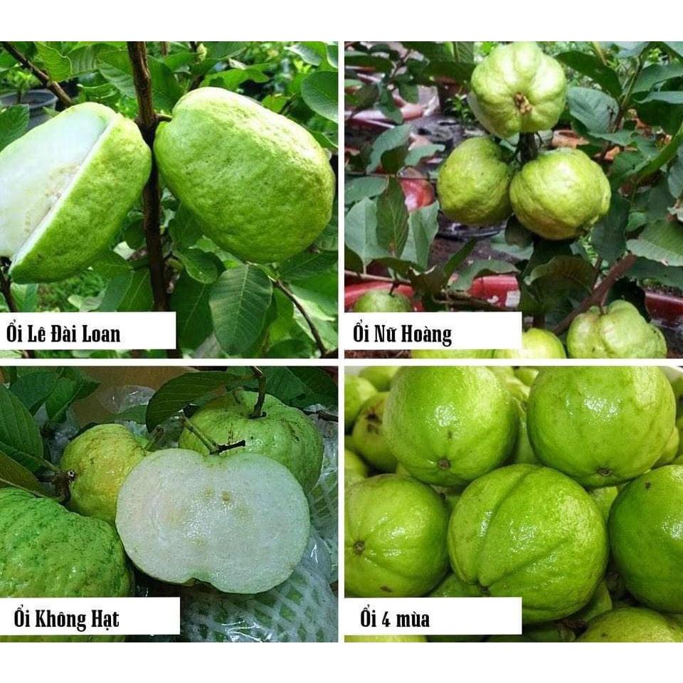 Cây giống Ổi lê Đài Loan . .