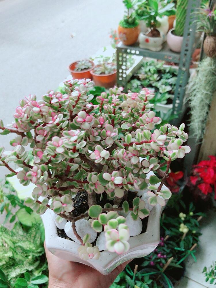 Chậu Cây Cành Vàng Lá Ngọc