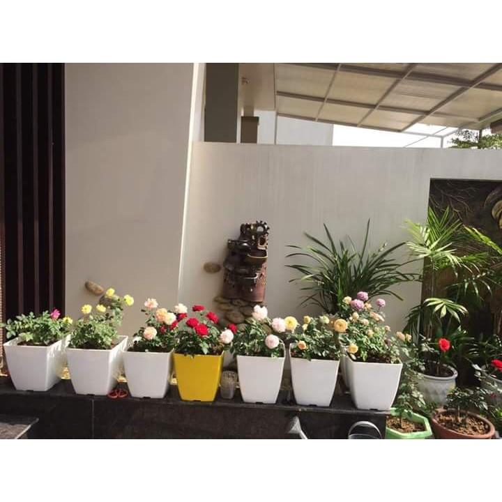 Bộ 10 chậu nhựa trồng cây V20 nhiều màu - KT 20x20cm