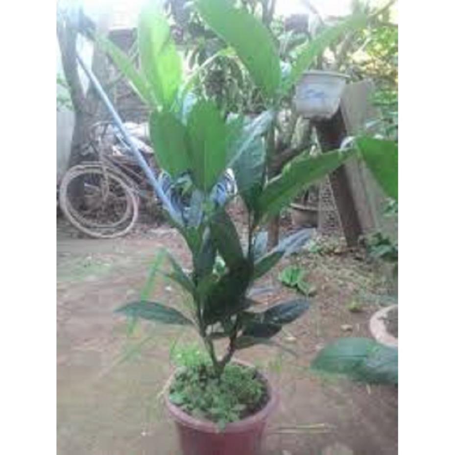 NGUYÊN CHẬU CÂY HOA DẠ HỢP TRẮNG TINH KHÔI, THƠM DỊU DÀNG + Tặng 01 cây dâu da đất