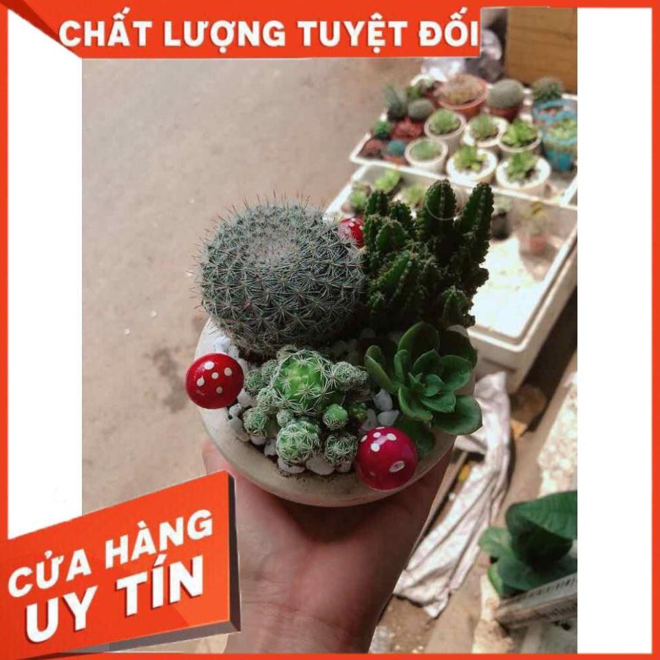 Chậu xương rồng mix Nhiều Người Mua