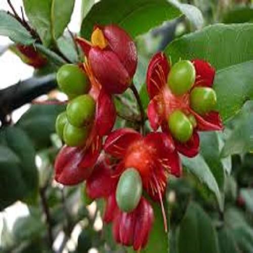 CÂY MAI TỨ QUÝ, CÂY NHỠ
