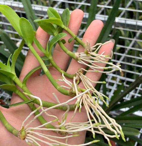 Phi điệp 5 cánh trắng TÂN HỘI, ki to khỏe, hàng gieo hạt hoa cực đẹp hiếm, Ki dài 20-25cm