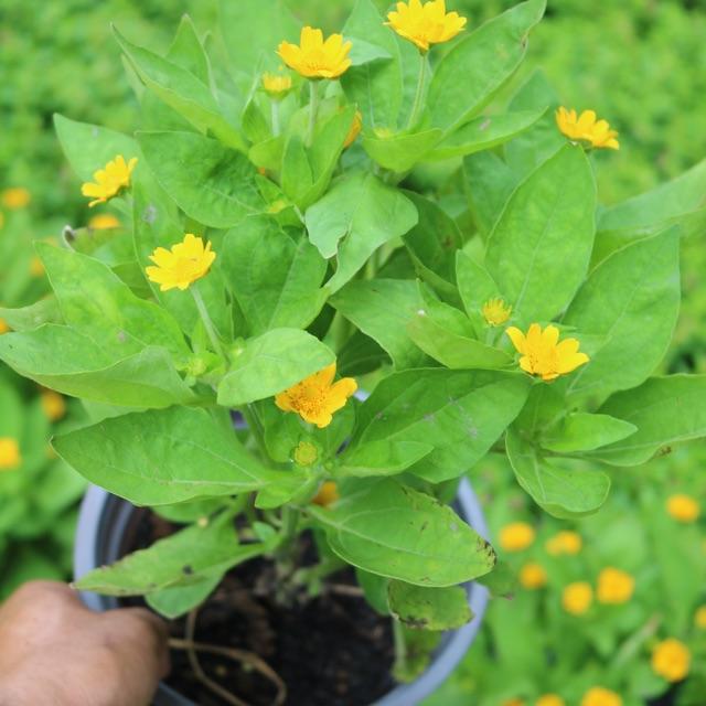 Chậu hoa cúc mặt trời chỉ giao TP.HCM