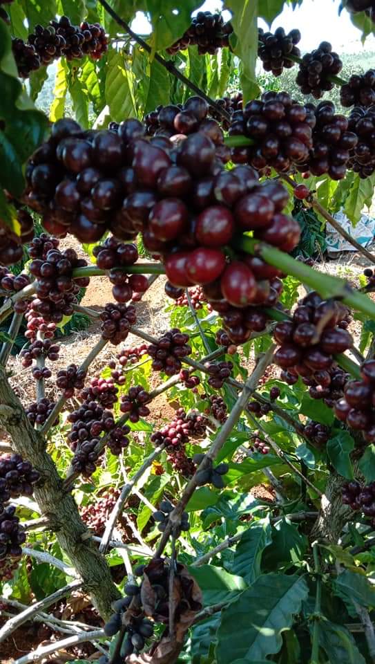 Cà Phê (Cafe) Nguyên Chất Robusta Hữu Cơ Rang Mộc 100% berry culi - Vanbina Coffee Single origin ( Dạng hạt)