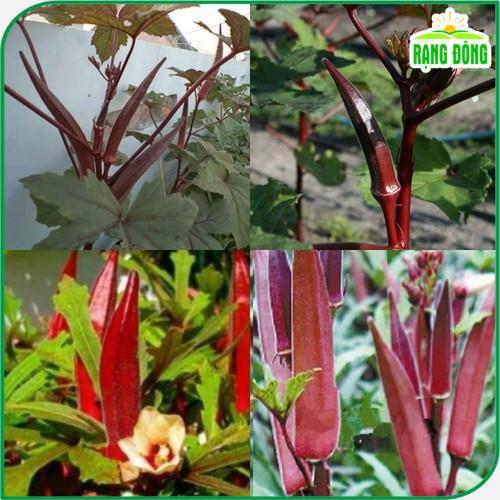 Hạt giống Đậu Bắp Đỏ Trồng Quanh Năm, Cây Sinh Trưởng Khỏe - Hạt giống Rạng Đông
