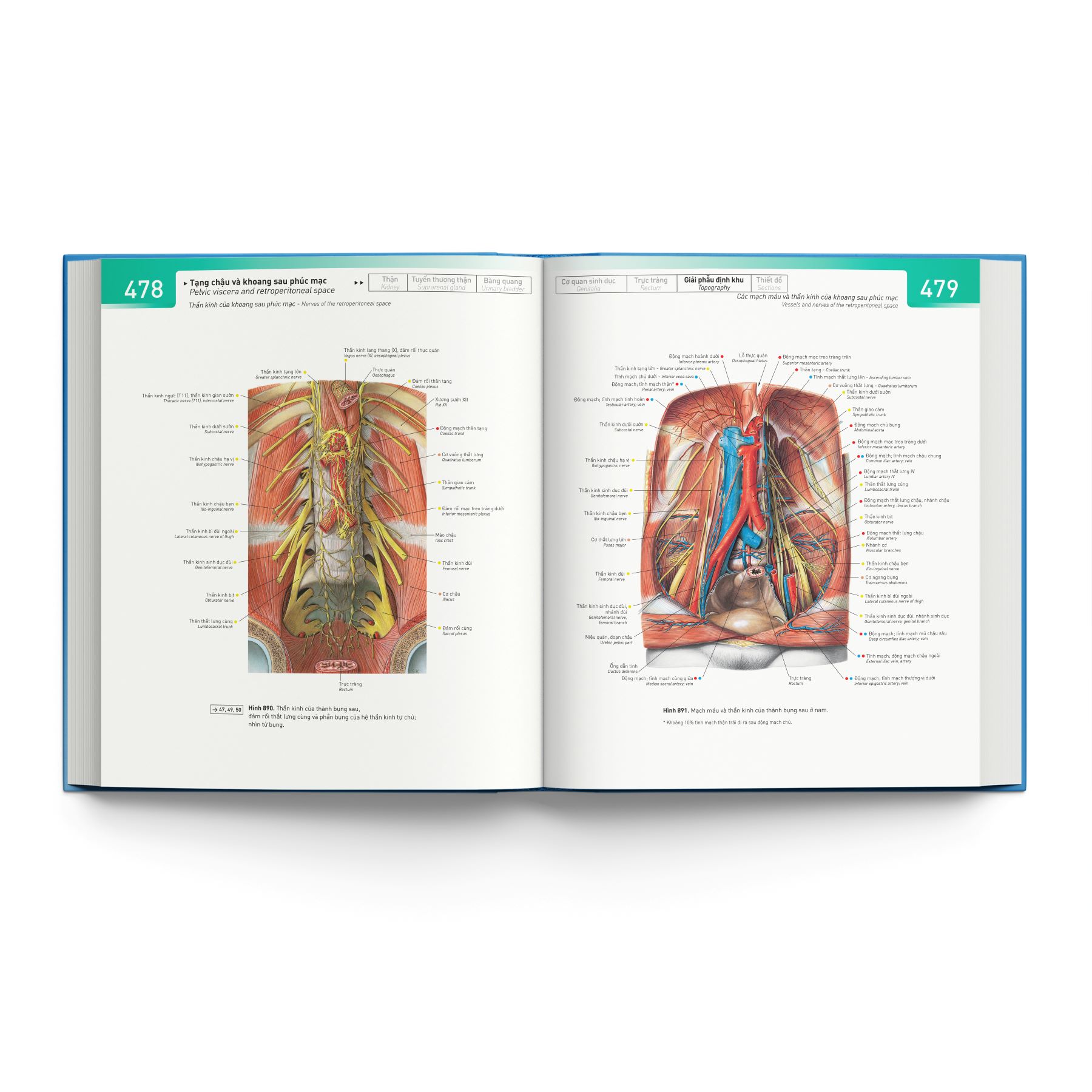 Sobotta 'Atlas' Giải Phẫu Người