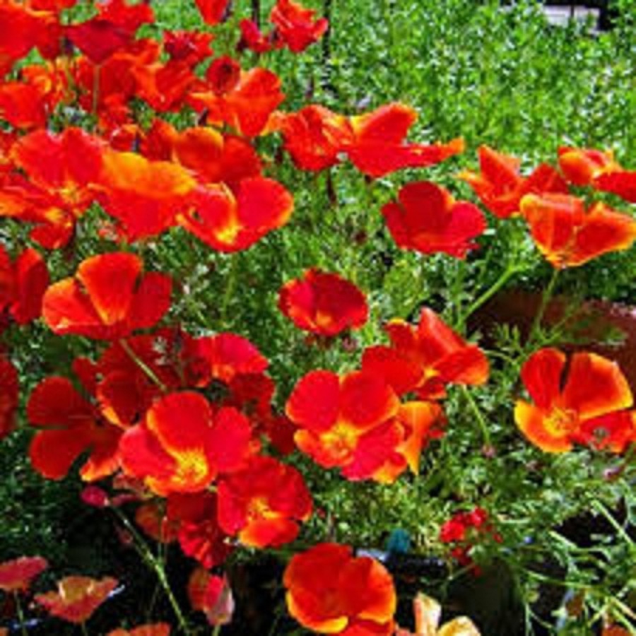 Hạt Giống Hoa Poppy Đơn Nhiều Màu - Gói 50 hạt