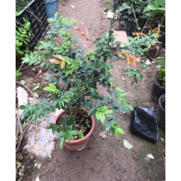 Nho Thân Gỗ Tứ Quý