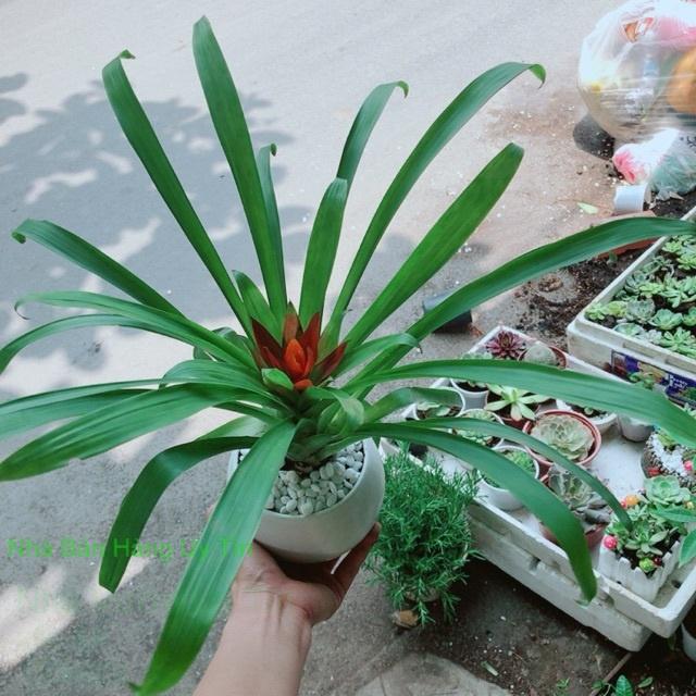 Chậu phong lộc hoa