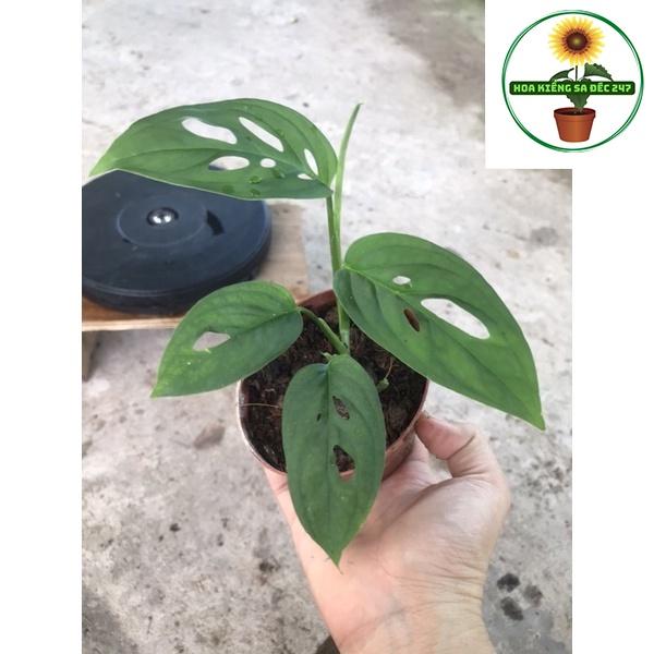 Cây adansoni var adansonii