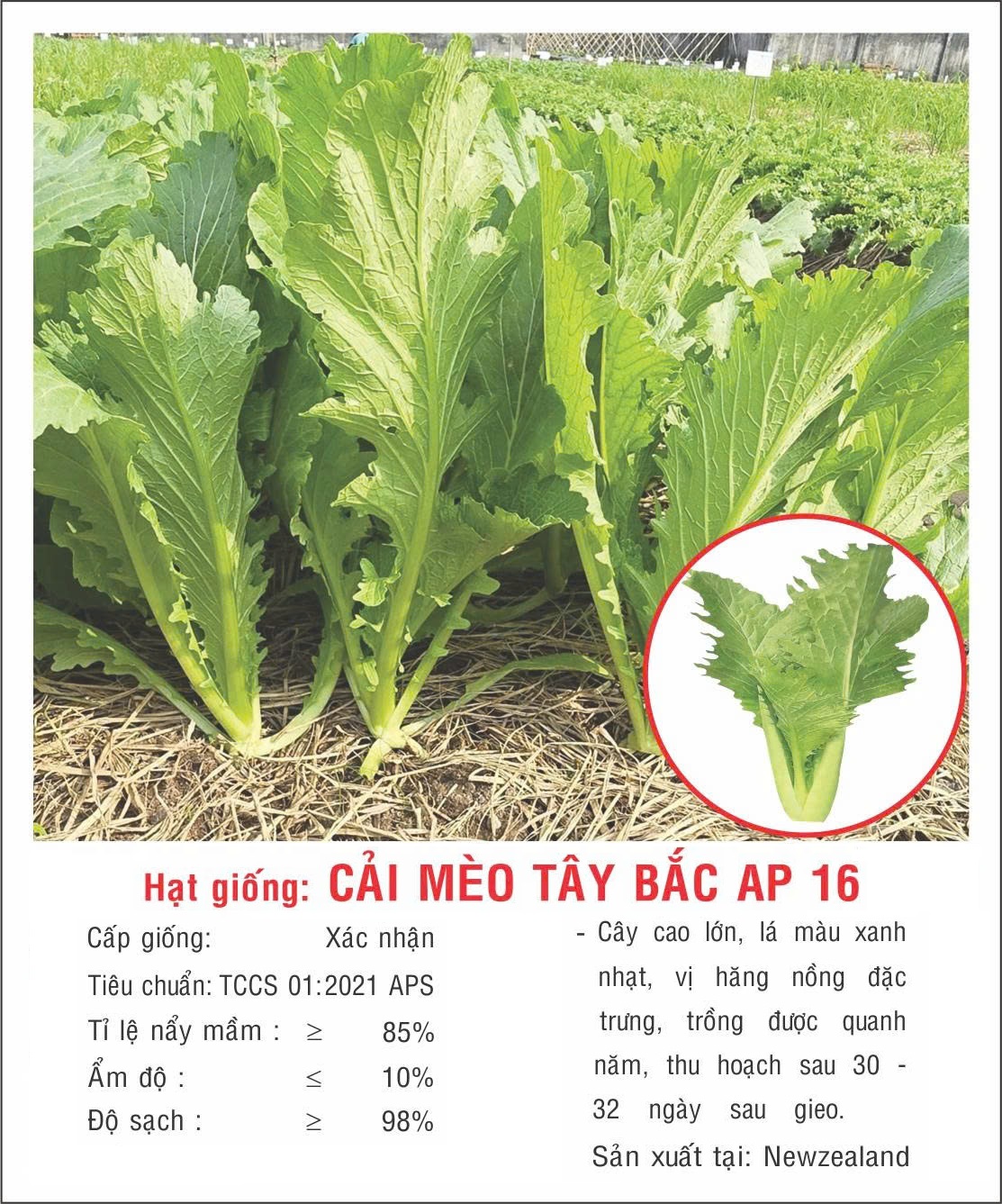 Hạt giống cải Mèo Tây Bắc giống to khỏe VTP203
