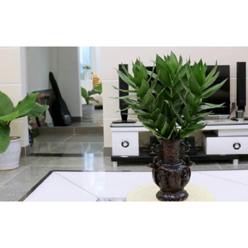 CÂY GIỐNG CÂY PHÁT TÀI BÚP SEN . *