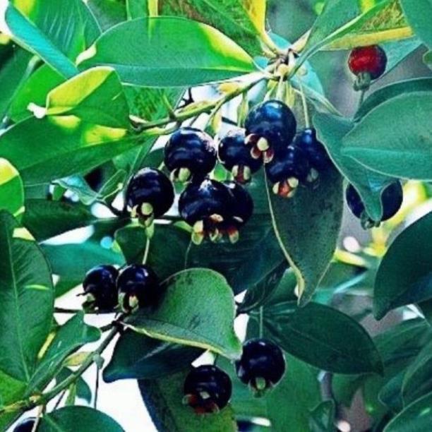 CÂY GIỐNG CHERRY BRAZIL CHỊU NHIỆT, CAM KẾT CHUẨN GIỐNG F1 + Tặng 01 cây dâu da đất