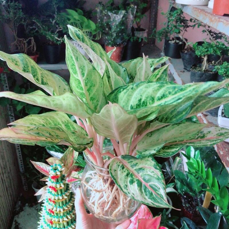 Chậu Cây Cung Điện Vàng Trồng Thuỷ Sinh