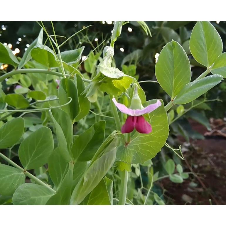 Gói 50gr Hạt giống đậu Hà Lan siêu trái, dễ trồng, dễ chăm sóc - Anh nông dân chính hiệu