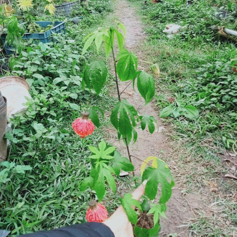 Cây hoa đèn lồng Abutilon pictum