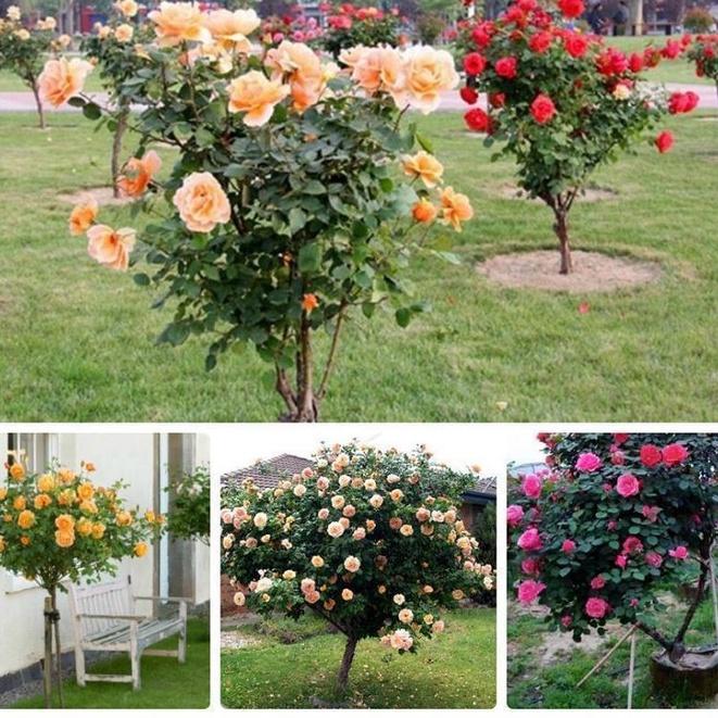 Bộ 2 gói hạt giống hoa hồng thân gỗ nhiều màu-gói 20 hạt