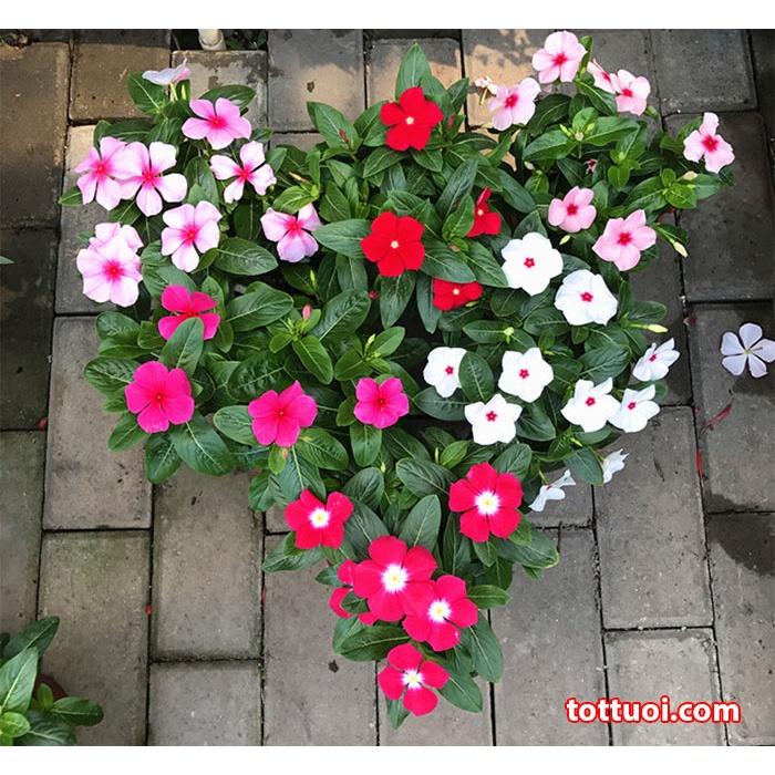 Hạt Giống Hoa Dừa Cạn Rũ -