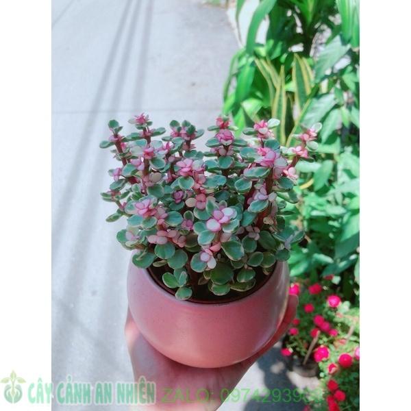Chậu Cành Vàng Lá Ngọc