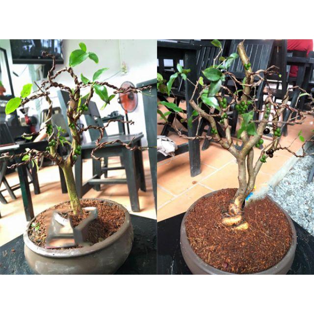 Cây nho thân gỗ tứ quý lá nhỏ chơi bonsai