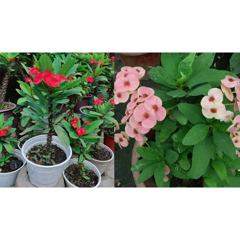 CÂY XƯƠNG RỒNG  BÁT TIÊN  *