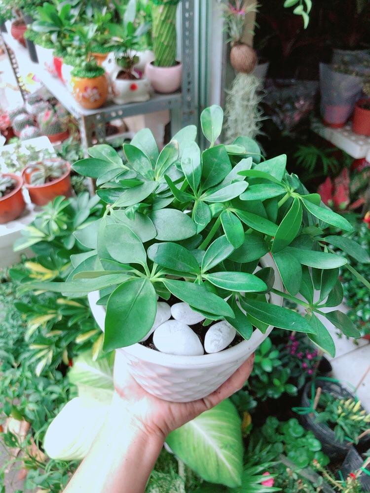 Chậu Cây Ngũ Gia Bì