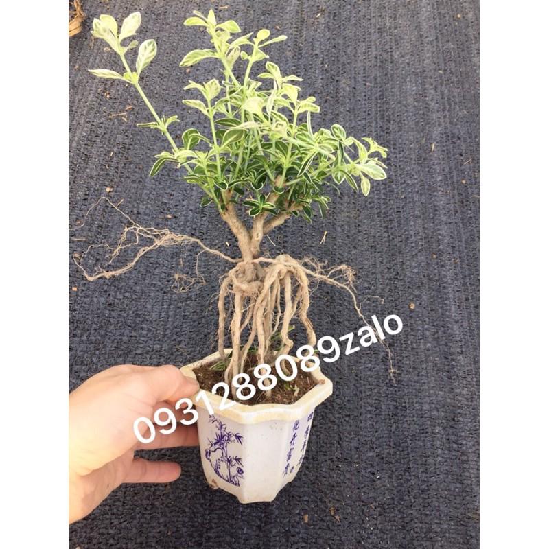 Cây bạch tuyết mai dáng bonsai