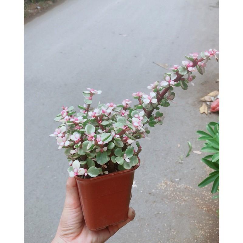 Cây Cành Vàng Lá Ngọc